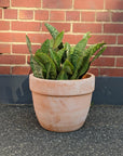 Whale Fin Sansevieria (Sansevieria Masoniana Masons Congo) - THE PLANT SOCIETY