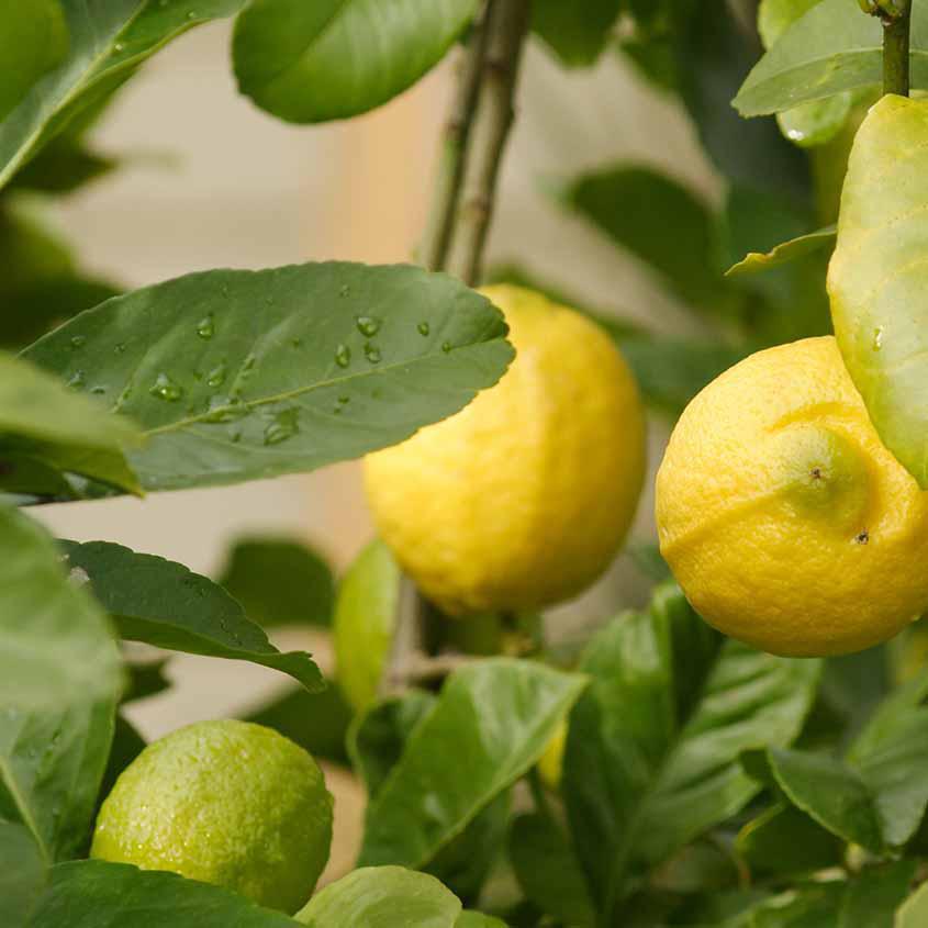 Lemon Tree (eureka) I The Plant Society