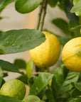 Lemon Tree (Eureka)