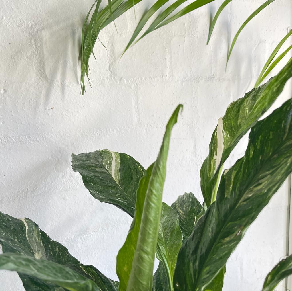 Spathiphyllum 'Domino' (Variegated Peace Lily) - THE PLANT SOCIETY