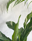 Spathiphyllum 'Domino' (Variegated Peace Lily) - THE PLANT SOCIETY