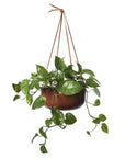 Hanging Planter by Lightly - THE PLANT SOCIETY
