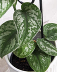 Satin Pothos (Scindapsus Pictus Argyraeus)