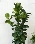 Fiddle-Leaf Fig (Ficus lyrata 'Bambino') - THE PLANT SOCIETY