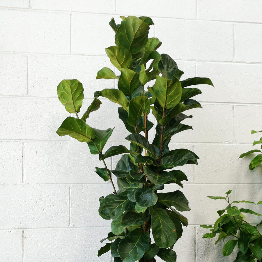 Fiddle-Leaf Fig (Ficus lyrata 'Bambino') - THE PLANT SOCIETY