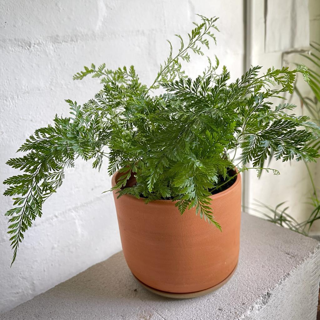 Rabbit&#39;s Foot Fern (Davallia fejeensis) - THE PLANT SOCIETY