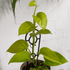 'Neon'Devil's Ivy (Epipremnum aureum 'Neon') - THE PLANT SOCIETY