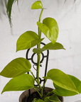 'Neon'Devil's Ivy (Epipremnum aureum 'Neon') - THE PLANT SOCIETY