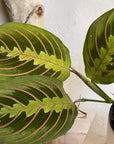 Red-veined Prayer Plant (Maranta leuconeura)