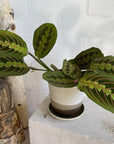 Red-veined Prayer Plant (Maranta leuconeura)