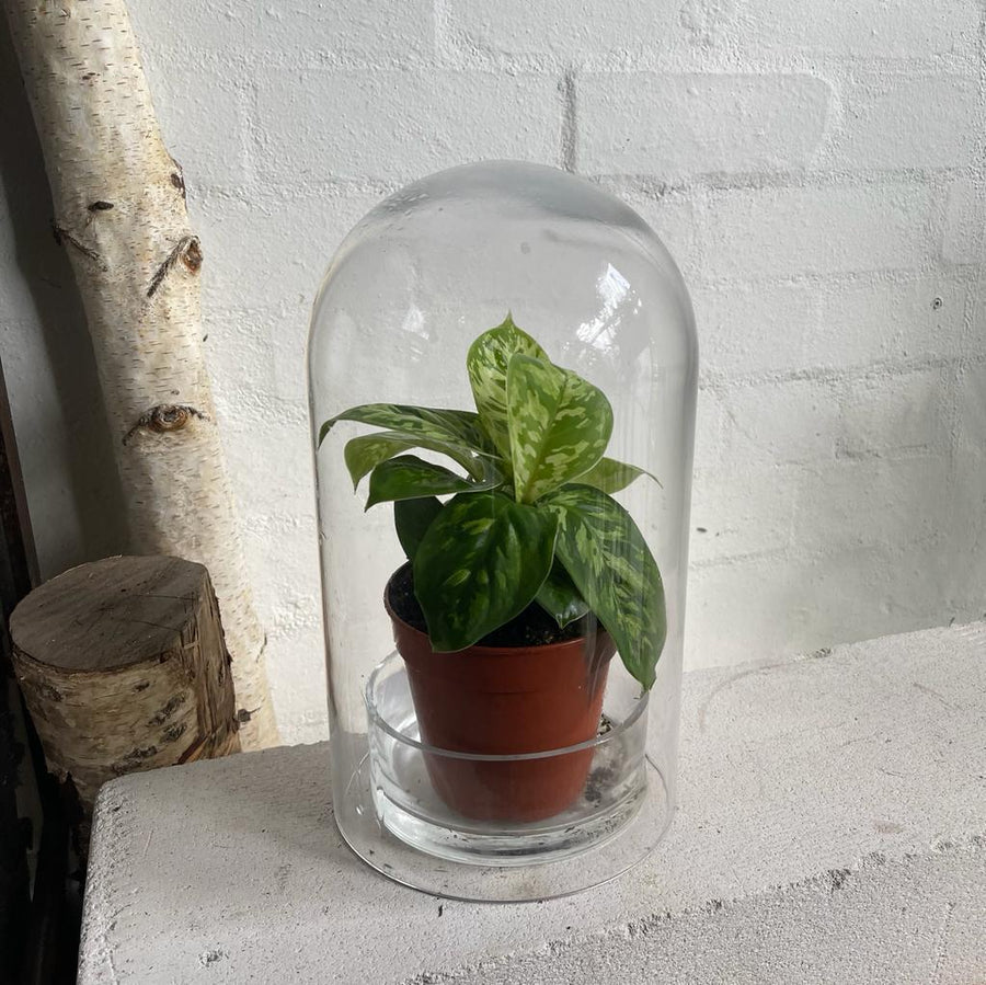 19+ Glass Cloche For Plants