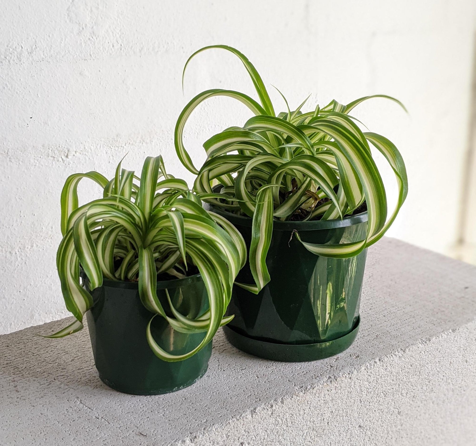 Spider Plant Bonnie (Chlorophytum comosum) - THE PLANT SOCIETY