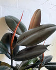 Rubber Plant (Ficus elastica 'Burgundy')