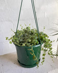 String of Turtles (Peperomia rotundifolia) - THE PLANT SOCIETY