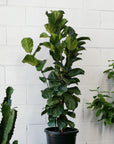 Fiddle-Leaf Fig (Ficus lyrata 'Bambino') - THE PLANT SOCIETY