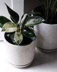 Philodendron Birkin - THE PLANT SOCIETY