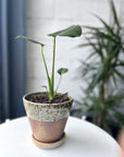 Speckled Iron Wood Fired Planter by Sandra Bowkett