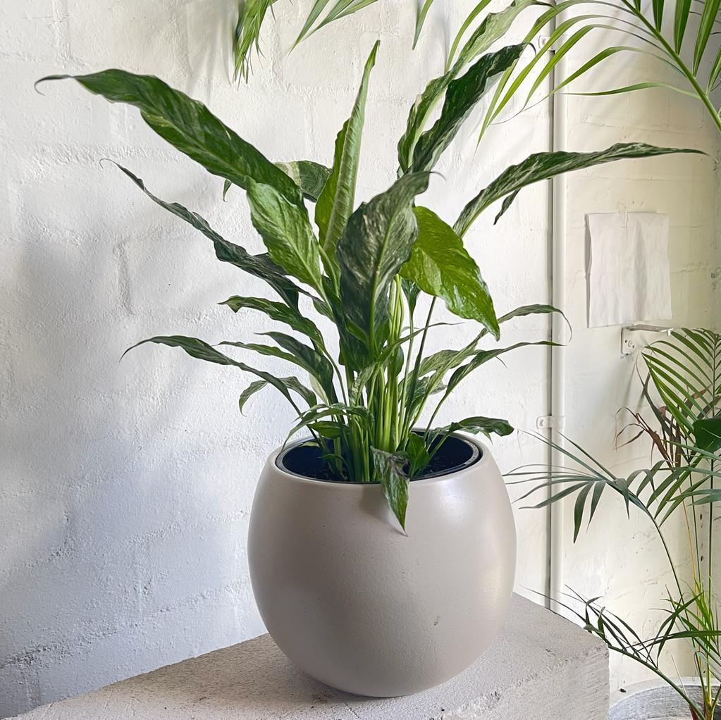 Spathiphyllum &#39;Domino&#39; (Variegated Peace Lily) - THE PLANT SOCIETY