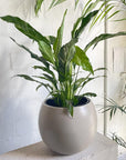 Spathiphyllum 'Domino' (Variegated Peace Lily) - THE PLANT SOCIETY