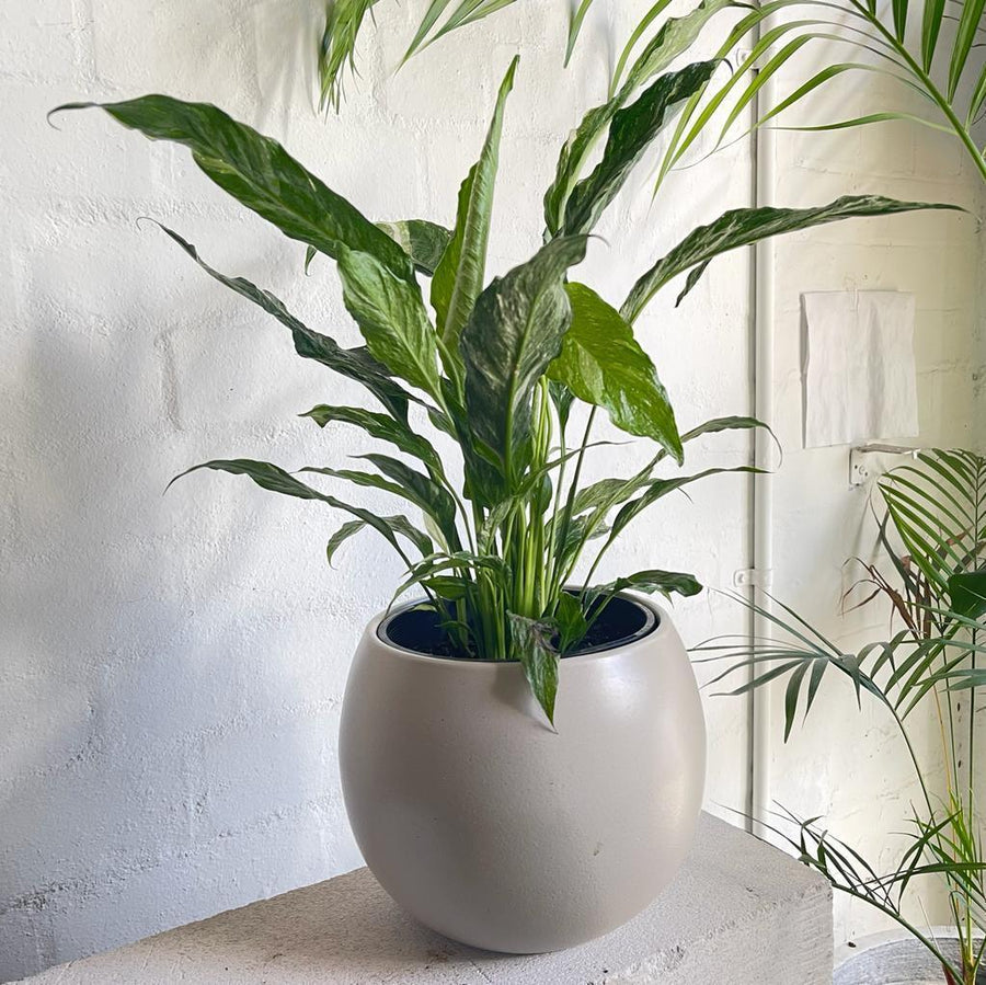Spathiphyllum 'Domino' (Variegated Peace Lily) - THE PLANT SOCIETY