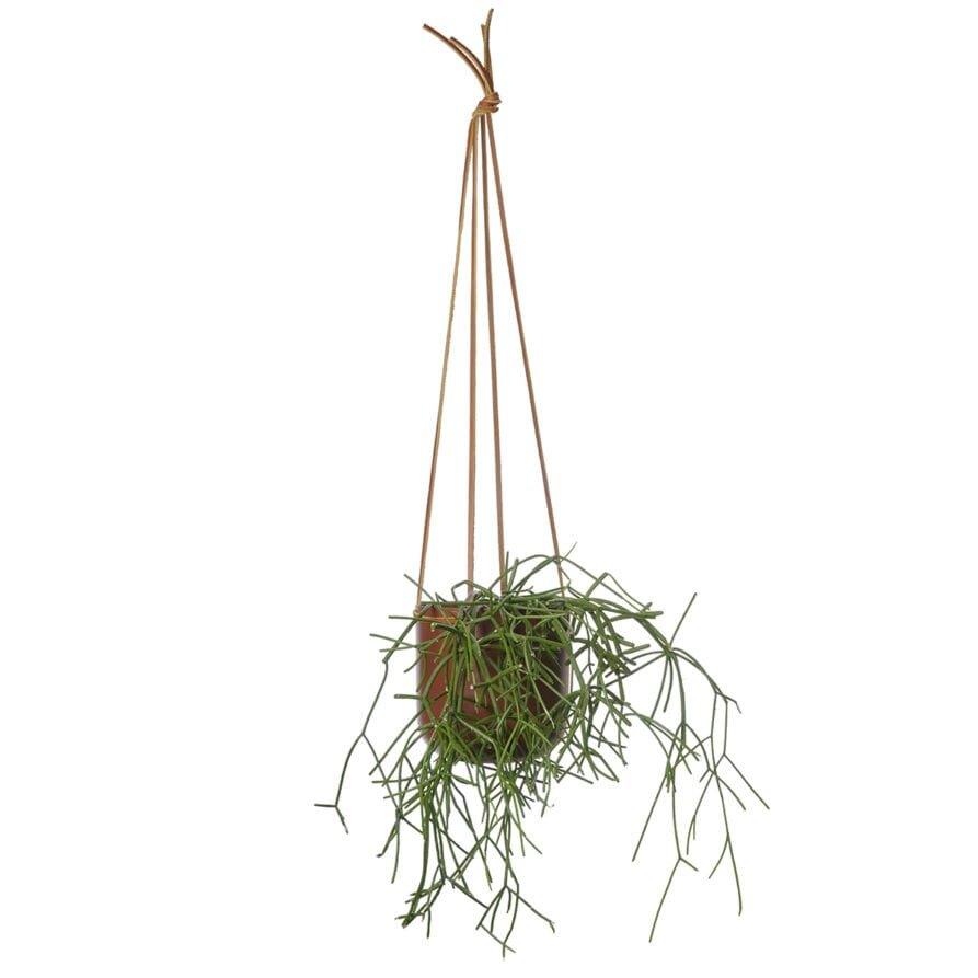 Hanging Planter Ochre by Lightly Design