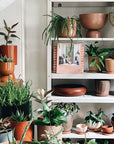 Handmade Planters featuring metal planters in our Paddington Outpost. Indoor Plants and House Plants in Sydney.