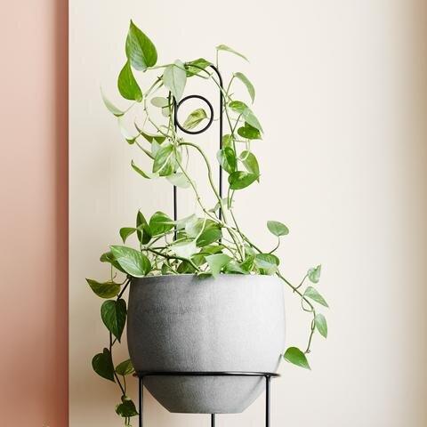 Loop Plant Stake by Ivy Muse - THE PLANT SOCIETY